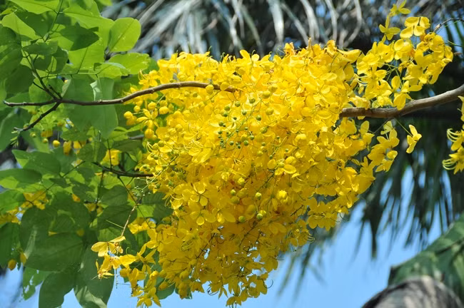 Sous le soleil, le jaune vif des fleurs du Cassia fistula semble être doré. Photo : VNA 