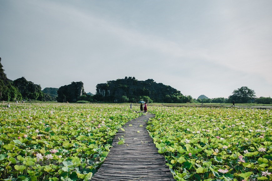 L'étang de lotus au pied de la montagne Ngoa Long dans le complexe paysager de Trang An abritant la grotte de Mua dans la province de Ninh Binh (Nord) est connu des amateurs de voyage depuis 2019. Cette destination a même fait le buzz sur les réseaux sociaux, devenant l'un des plus lieux populaires de check-in, notamment pour les jeunes à chaque floraison de lotus en été. En visitant le site, les touristes peuvent profiter d'une scène poétique au milieu de paysages époustouflants. L'étang de lotus est un plus pour la grotte Mua déjà connue, qui est devenue ces dernières années une destination de choix pour de nombreux visiteurs. Situé au pied de la majestueuse chaîne de montagne calcaire, l'étang dégage une atmosphère de sérénité. Les lotus dans l'étang fleurissent jusqu'au début de l'automne. Photo: VietnamPlus