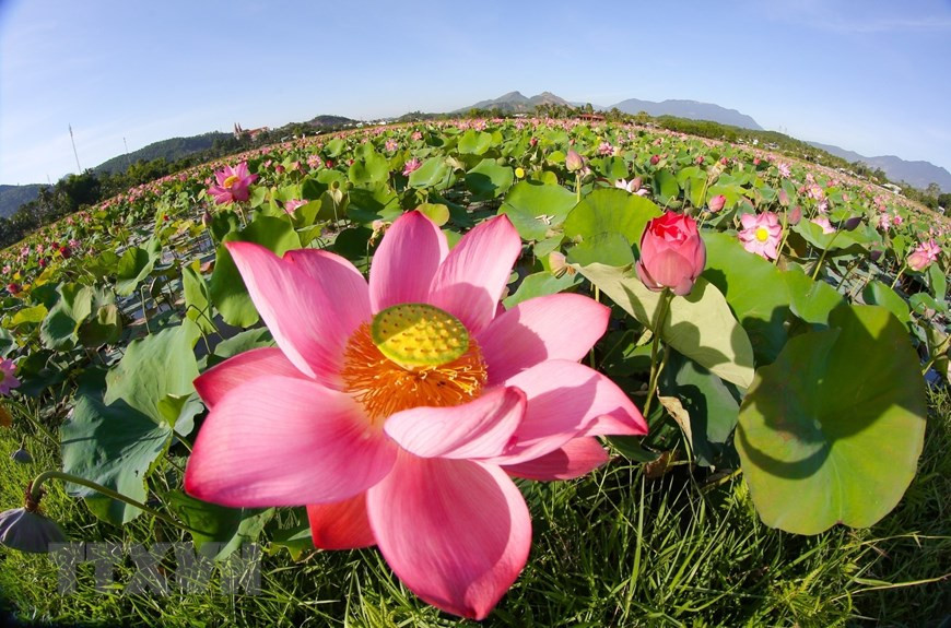 À Da Nang, les fleurs de lotus fleurissent généralement de fin avril à fin juillet. Les couleurs rose et blanc font fondre le cœur des admirateurs. Photo: VNA