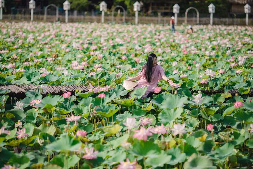 Certaines parties des fleurs sont utilisées comme médicaments ou pour parfumer le thé. Extraire l'essence du lotus est vraiment tout un art et l’on peut dire que rien n'est plus romantique ni plus pur que de "capturer" le parfum de cette fleur. C’est au petit matin qu’a lieu la cueillette. Couverts de rosée, les fragiles pétales semblent contenir l'essence de toute la Terre et du Ciel. Peu après, les pétales sont retirés, dévoilant les étamines d’où s’exale la fragrance si séduisante et si particulière de cette fleur. Sous les mains douces et habiles des cueilleuses, les anthères sont séparées. Il est difficile de trouver une autre fleur au parfum aussi envôutant que celui du lotus. Photo: VietnamPlus 