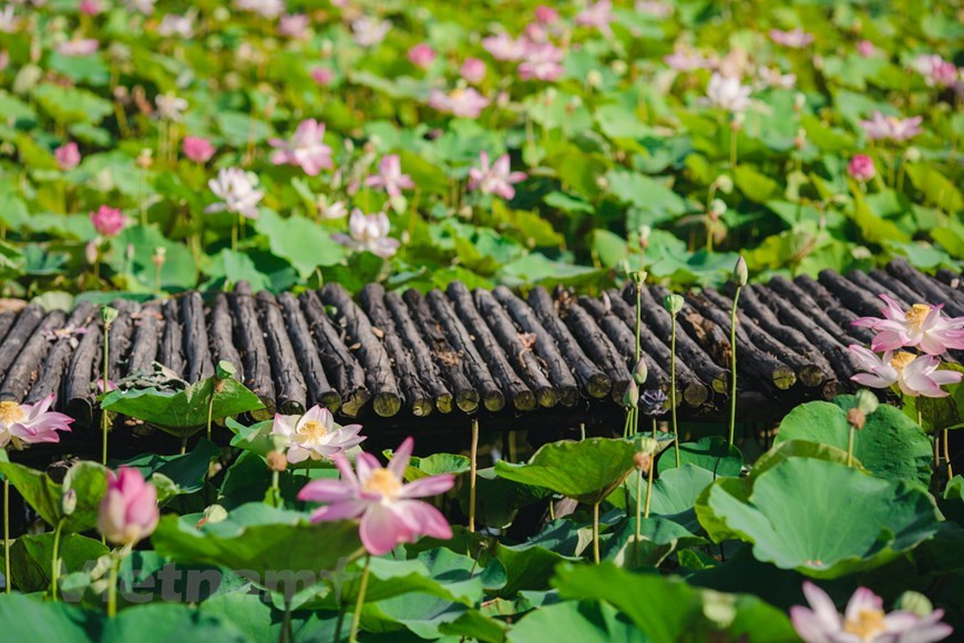 On retrouve de nombreux plats à base de lotus, comme la poule ou le pigeon cuit à l’étouffée, le ragoût de patte de cochon, et même quelques dessert, comme le bouillon sucré aux graines de lotus, les confitures ou les gâteaux. Enfin, dans la médecine douce, les graines du lotus Vietnam servent de somnifère. Consommer du lotus serait bénéfique pour la santé, ce qui rend alors encore plus justice à l'un des principes fondamentaux de la cuisine vietnamienne, qui souligne le fait de manger pour le plaisir, tout en prenant soin de son corps. Ainsi, le thé au lotus Vietnam est un cadeau très intéressant, non seulement pour son arôme délicat, mais aussi pour ses vertus thérapeutiques ! Il était même servi jadis en tant qu'offrande royale. Photo: VietnamPlus