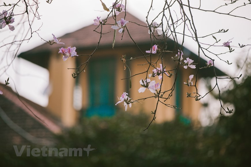 La fête célèbre les traditions des ethnies vivant dans la province de Diên Biên et la beauté des bauhinies. A cette occasion, de nombreuses activités culturelles, sportives et touristiques ont été organisées dans les districts, les bourgs, les villages et les hameaux. La fête des fleurs de bauhinie a proposé une dizaine d’activités dont une exposition sur la culture traditionnelle des ethnies minoritaires de Diên Biên, un festival de chants et de danses folkloriques et des reproductions de fêtes traditionnelles des minorités ethniques. Dans le cadre de la fête, les visiteurs ont aussi l’occasion de goûter à la cuisine du Nord-Ouest et de savourer la fameuse salade aux fleurs de bauhinie des Thai. Photo : Vietnam+ 