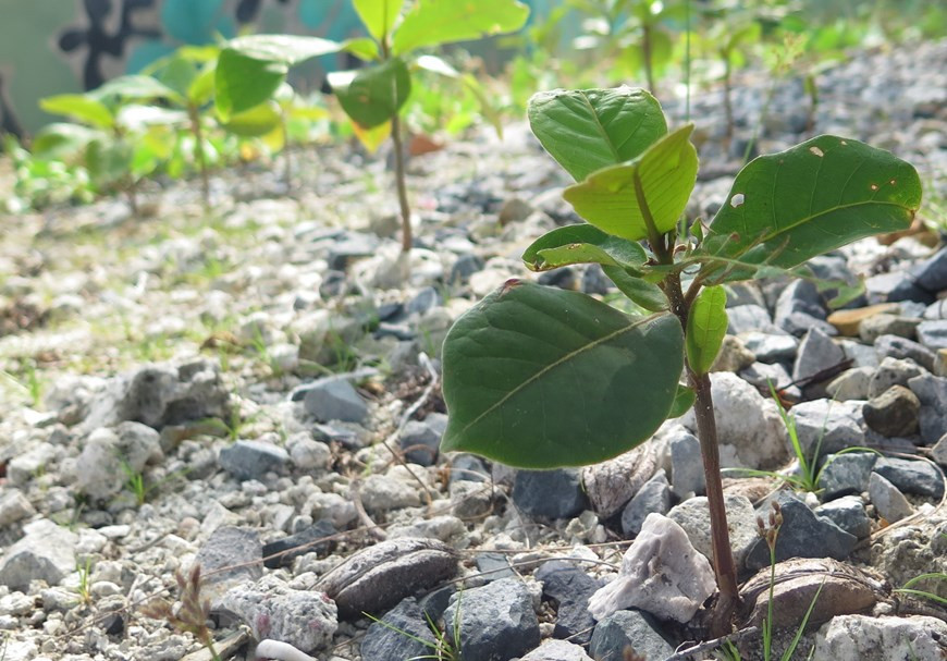  De jeunes badamiers (Terminalia catappa) sont plantés sur l’île Dao Da Tay A de l’archipel de Truong Sa. Photo: VNA 