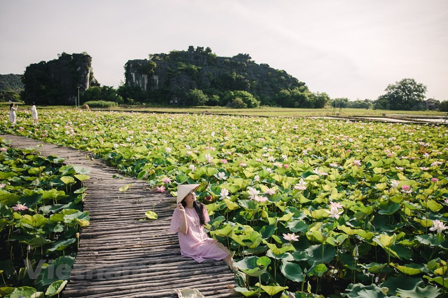 L’influence du lotus dans la vie des vietnamiens commence dès la naissance, puisque certains parents choisissent de prénommer leur enfant Liên le quel signifie « lotus ». Puis elle se poursuit tout au long de la vie. Lors des cérémonies religieuses et des mariages, l’autel est bien souvent décoré de fleur de lotus. Vous ne serez donc pas étonnés de constater que de nombreuses pagodes se dressent en plein milieu d’une mare de lotus. Ce sont généralement des lieux calmes et préservés de l'agitation des grandes villes, où règne la sérénité, à l'instar de la fameuse pagode Tran Quoc érigée au beau milieu du lac de l'Ouest à Hanoï, ou encore du lac Tinh Tam à Hué. Le lotus investit toutes les sphères de la vie au Vietnam, y compris la sphère professionnelle. Le logo de la compagnie aérienne nationale Vietnam Airlines, par exemple, est un lotus. Photo: VietnamPlus