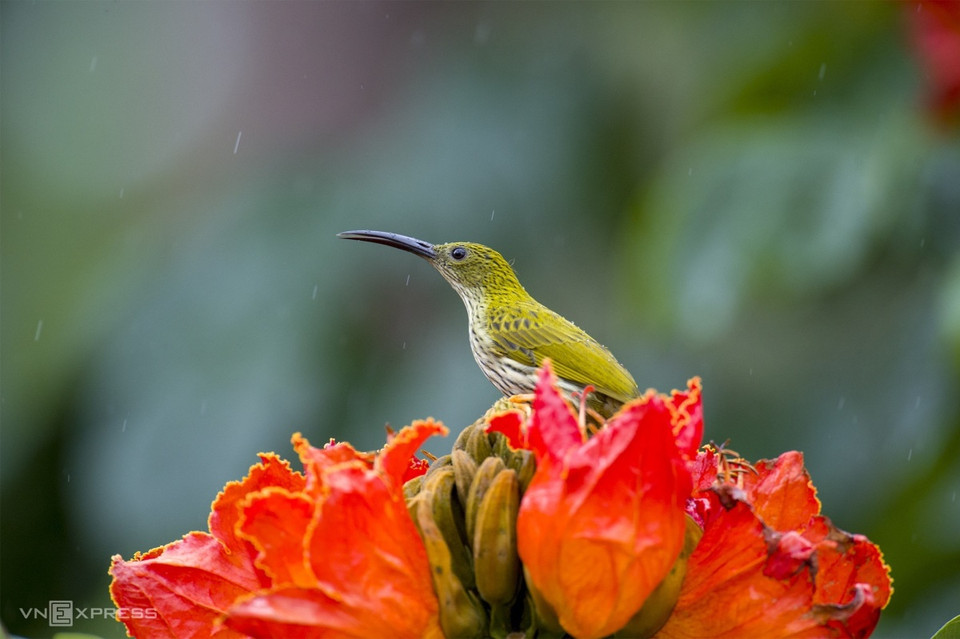 Dans la zone touristique de la cascade de Datanla, à quelques kilomètres du centre de Da Lat, vous pouvez voir de nombreux oiseaux colorés tels que Bắp chuối đốm đen (Arachnothera magna) (voir photo), Hút mật bụng vàng (Aethopyga gouldiae), Cu rốc Đông dương (Indochinese barbet)… 