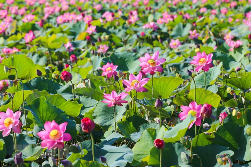 Les feuilles vertes, les fleurs roses et les pollens jaunes tissent ensemble un portrait coloré et harmonieux. Il n'est pas étonnant que la fleur de lotus ait été une inspiration pour de nombreux photographes. Photo: VNA