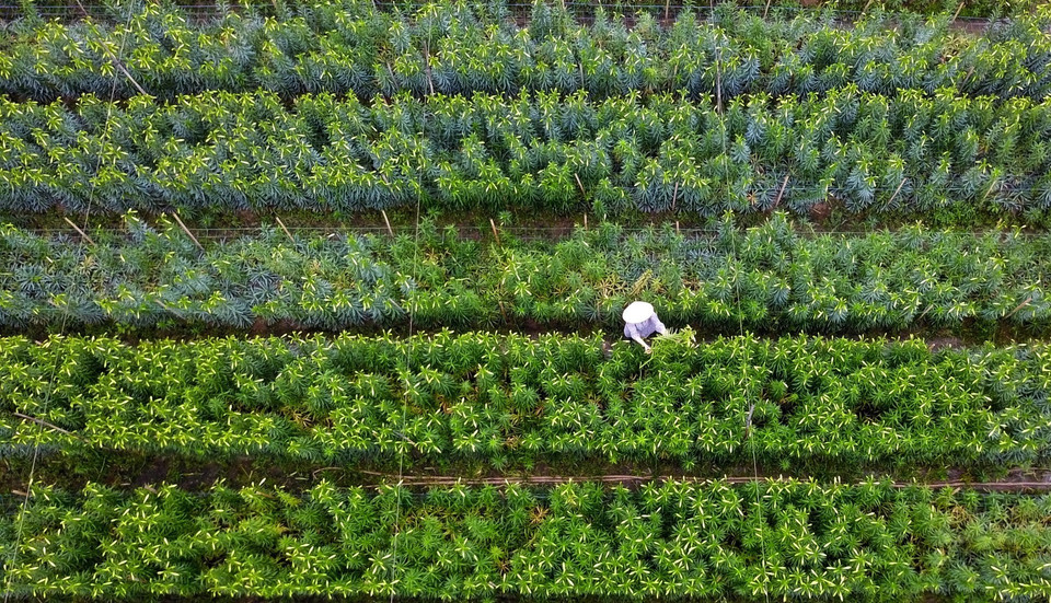 Saison de la récolte dans un jardin. Photo : VNA
