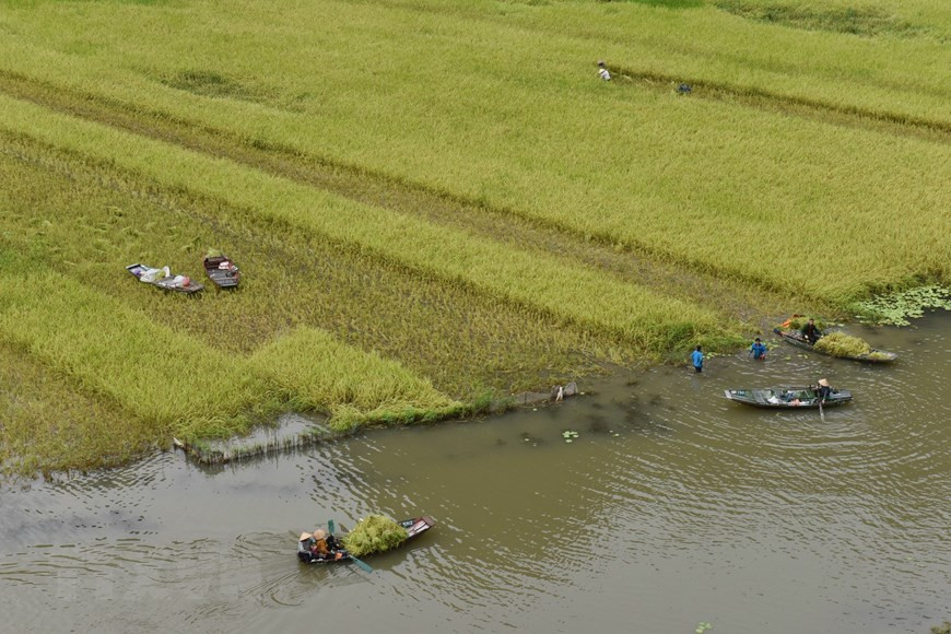 Les habitants de Tam Coc récoltent les fruits de leur travail après une longue période de soins. 