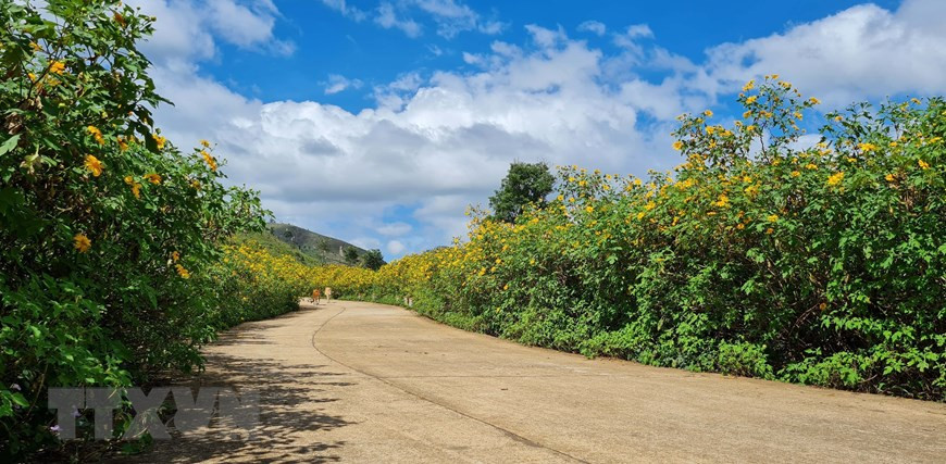 Au mois de novembre, des tournesols sauvages commencent à fleurir sur les collines et au long des ruisseaux des Hauts plateaux du Centre. À Gia Lai, les visiteurs peuvent admirer des tournesols sauvages au sommet du volcan Chu Dang Ya, au district de Chu Pah. Dans la photo, les tournesols sauvages fleurissent sur les chemins à Gia Lai.