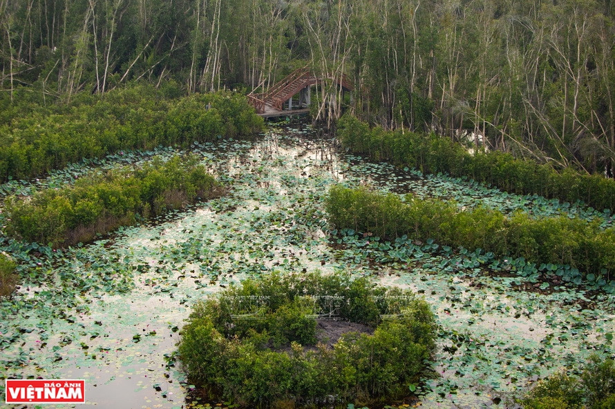 Un coin de la forêt Melaleuca dans la zone touristique de Tan Lap. 