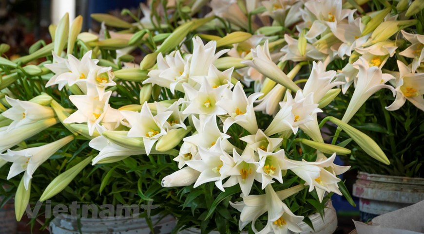 L’été approche avec la floraison des lys de Pâques. Photo : Vietnam+