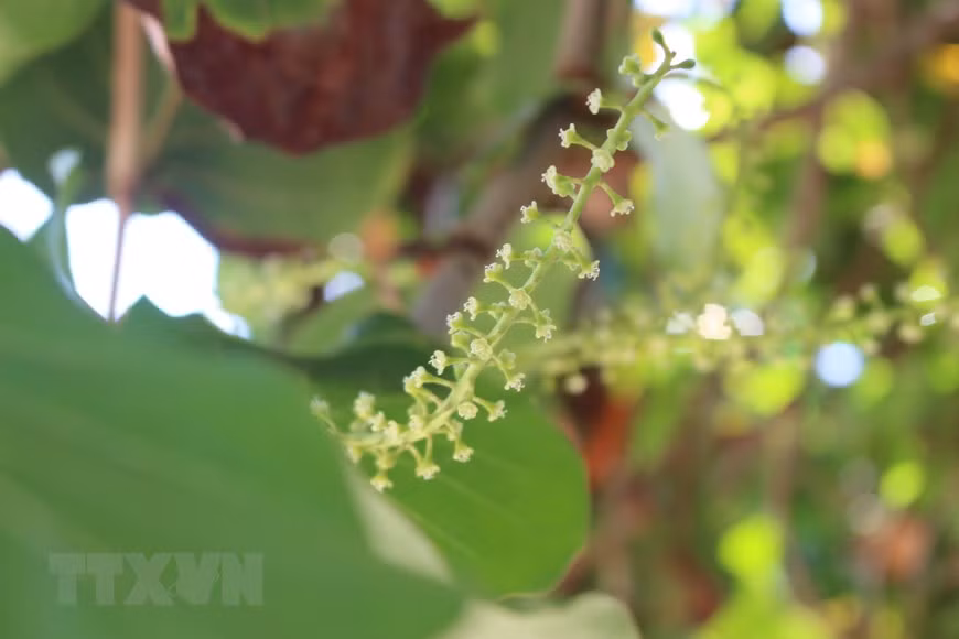 Le raisinier bord de mer est en pleine floraison en été. Cet arbre doit son nom de "Raisinier bord de mer" à ses fructifications ressemblant superficiellement à des grappes de raisins. Photo: VNA