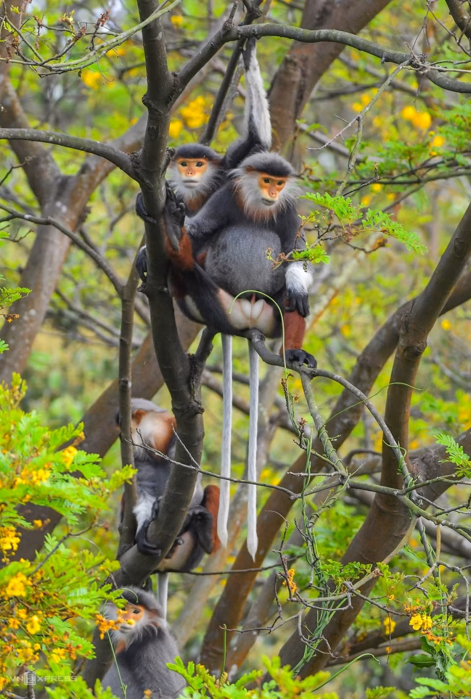 Des doucs à pattes rouges sur la péninsule de Son Tra.