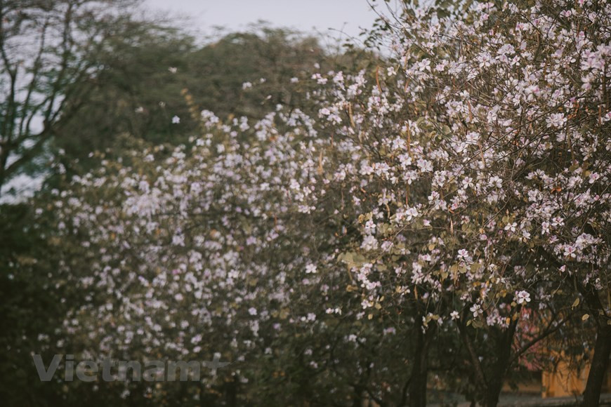 Vers la fin du mois de février, c'est aussi le moment où les fleurs de bauhinie du Nord-Ouest fleurissent dans les rues de Hanoï. En se promenant dans les rues Bac Son, Hoang Dieu, Tran Phu,... on ne peut s'empêcher d'admirer les pétales roses et blancs des fleurs de bauhinie. Ces rues deviennent plus « lumineuses » grâce aux rangées de fleurs de bauhinie dans l’ambiance du printemps. La beauté des fleurs de bauhinie attire tout le monde, notamment les photographes et les jeunes filles. Tout le monde est irrésistible de la beauté fragile et douce des délicats pétales violets de bauhinie. Les jeunes filles adorent aussi choisir des fleurs de bauhinie pour immortaliser leur jeunesse à chaque printemps… La rue Hoang Dieu est l'un des endroits préférés de beaucoup de personnes à prendre des photos avec les fleurs de bauhinie. Photo : Vietnam+
