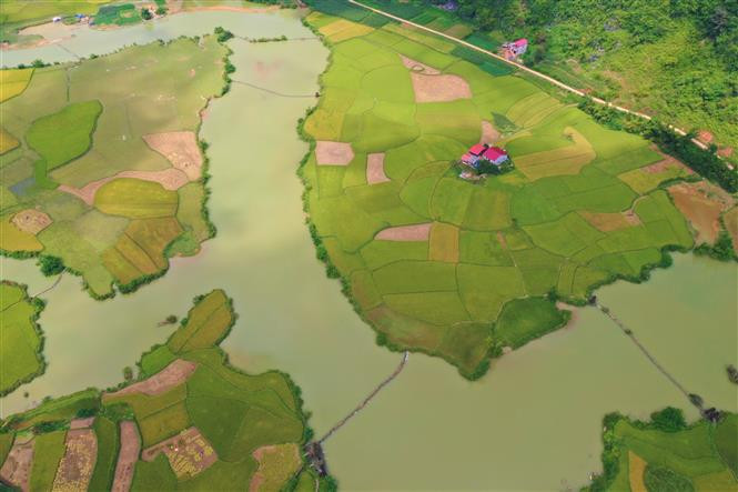  Ls champs de riz mûr au district de Trung Khanh au début du mois d’octobre constituent une attraction attirant de nombreux touristes à Cao Bang (Nord). Photo de 1 à 5 : Saison du riz mûr dans la commune de Ngoc Con, district de Trung Khanh, province de Cao Bang (Nord). Photo : VNA