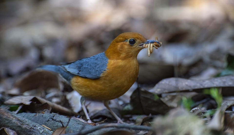Hoét vàng (Orange-headed Thrush) a un plumage jaune-orange et gris facilement distinguable, se nourrissant souvent sur le sol. 