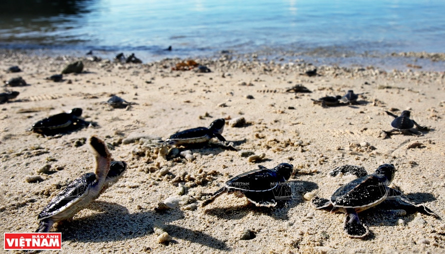  Le parc national de Con Dao relâche chaque année en mer plus de 150.000 bébés de tortues marines. Photo : VietnamIllustré/VNA 