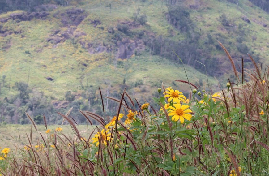 Les tournesols sauvages fleurissent sur les collines et les pentes de la montagne Gia Lai. 
