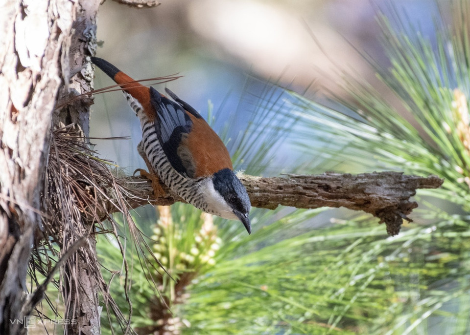 L'un des oiseaux les plus impressionnants et les plus colorés de Da Lat est Khướu hông đỏ Việt Nam (Cutia legalleni). 