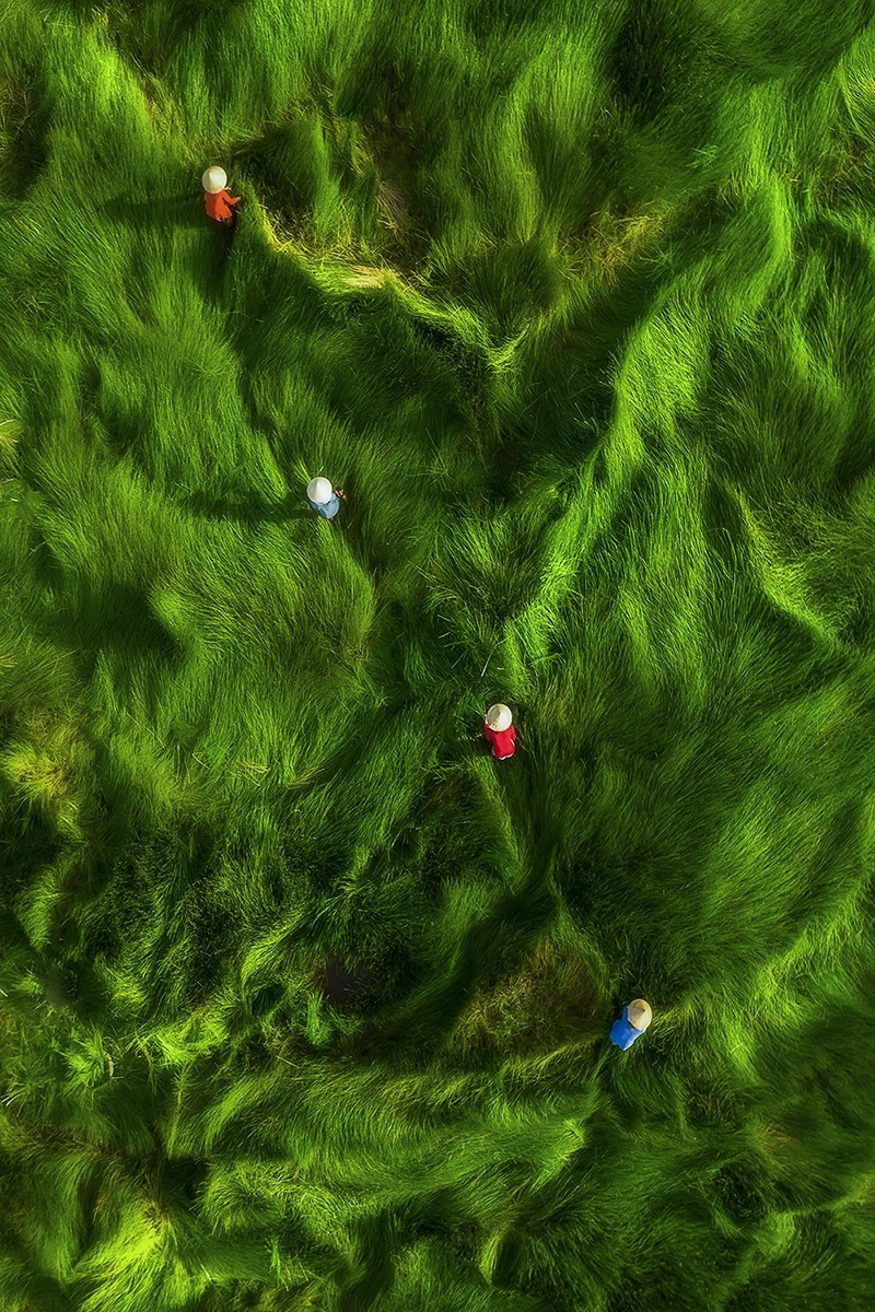 "Récolte de l'herbe", une autre excellente oeuvre de Khanh Phan. L'auteur a pris cette photo dans une prairie de Quang Nam, au Centre du Vietnam. 