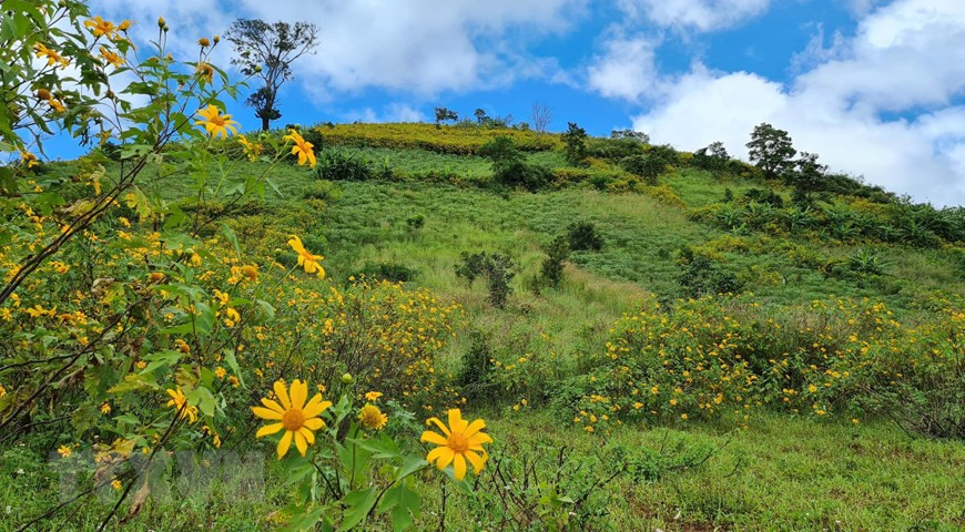 Le sommet du volcan Chu Dang Ya, au district de Chu Pah, à Gia Lai est teinté en jaune par des tournesols sauvages. 