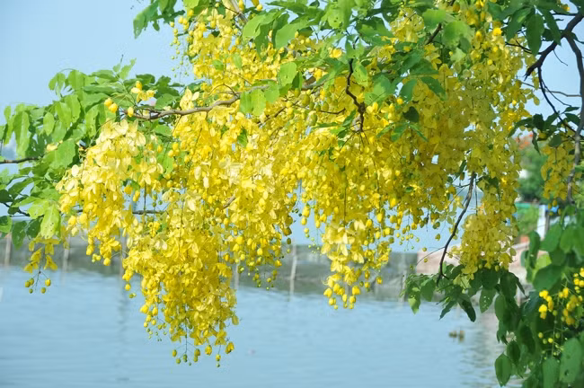  Le Cassia fistula est la fleur nationale de la Thaïlande et symbolise la royauté thaïlandaise. Photo : VNA 