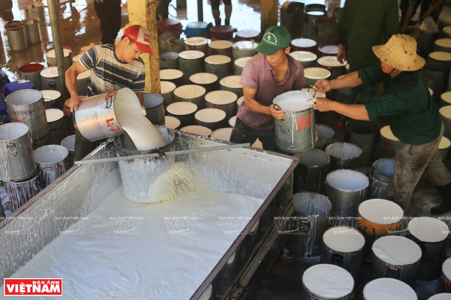 Quang Tri possède des potentiels dans l'industrie d'extraction et de transformation du latex. Photo : Vietnam Illustré 