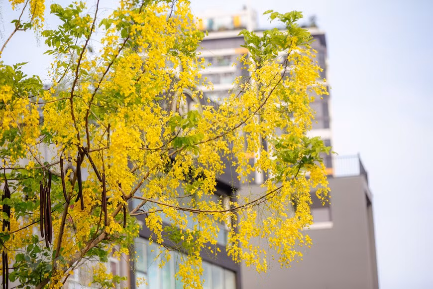 Sous le soleil, le jaune vif des fleurs du Cassia fistula semble être doré. Photo : VNA 