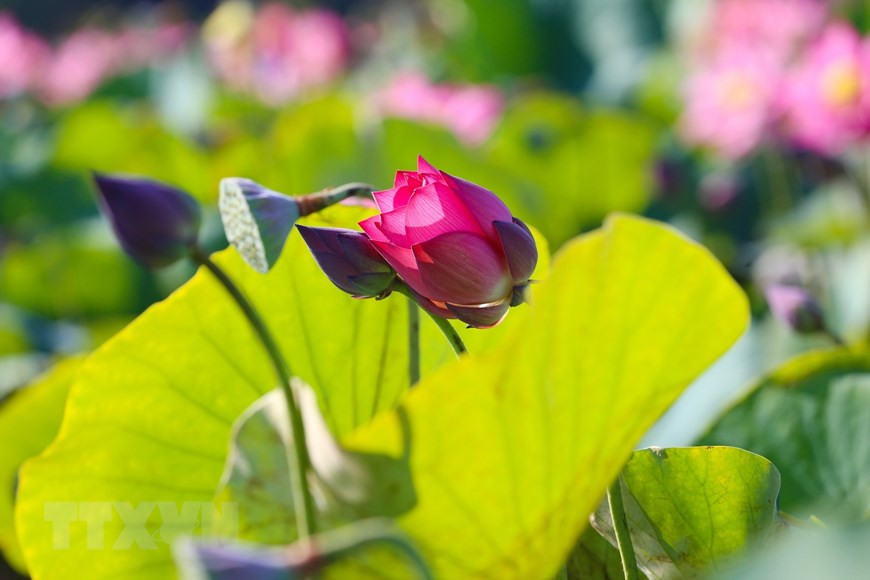Pour le peuple vietnamien, les fleurs de lotus symbolisent la pureté et l'indomptabilité. Photo: VNA