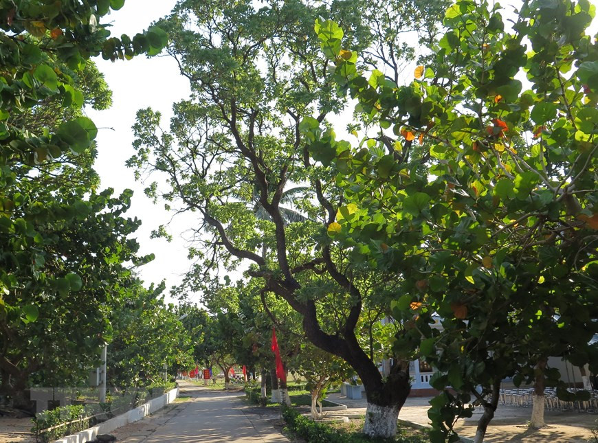  Des plantes verts sur l’île Sinh Ton de l'archipel de Truong Sa. Photo: VNA