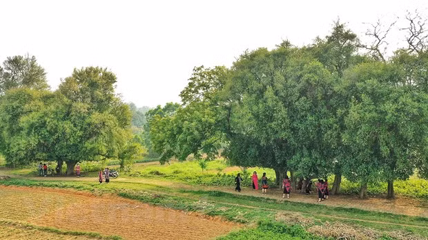 Les habitants de Duong Lam s'occupent attentivement de la rangée de Streblus asper séculaires. Chaque week-end, cet endroit accueille plusieurs touristes. Photo: Xuan Mai / Vietnam + 