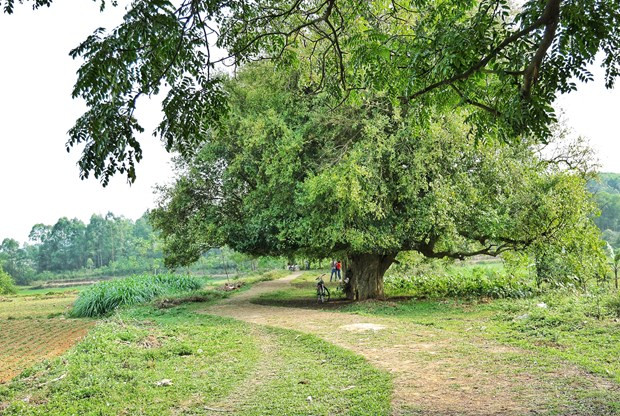 Les habitants de l’ancien village de Duong Lam à Hanoï considèrent la rangé de 18 Streblus asper séculaires près du temple et du mausolée Ngo Quyen (hameau de Cam Lam, commune de Duong Lam) comme des «trésors». Ces arbres ont été plantés il y a environ 1.000 ans. Selon la légende, Ngo Quyen (897-944) attacha son cheval de guerre à un Streblus asper avant d'aller vers la rivière de Bach Dang pour une bataille contre des envahisseurs, mettant définitivement fin aux dix siècles de domination chinoise. Photo: Xuan Mai / Vietnam +
