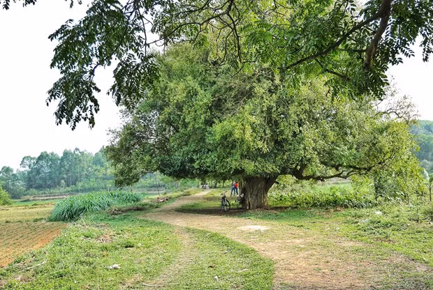 Les habitants de l’ancien village de Duong Lam à Hanoï considèrent la rangé de 18 Streblus asper séculaires près du temple et du mausolée Ngo Quyen (hameau de Cam Lam, commune de Duong Lam) comme des «trésors». Ces arbres ont été plantés il y a environ 1.000 ans. Selon la légende, Ngo Quyen (897-944) attacha son cheval de guerre à un Streblus asper avant d'aller vers la rivière de Bach Dang pour une bataille contre des envahisseurs, mettant définitivement fin aux dix siècles de domination chinoise. Photo: Xuan Mai / Vietnam +