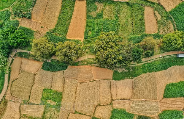 Les Streblus asper sont omniprésents en Asie du Sud-Est, en Chine et en Inde. Photo: Xuan Mai / Vietnam +