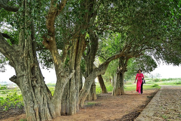La rangée de Streblus asper séculaires constitue un site préféré de plusieurs amourex de la nature. Photo: Xuan Mai / Vietnam 