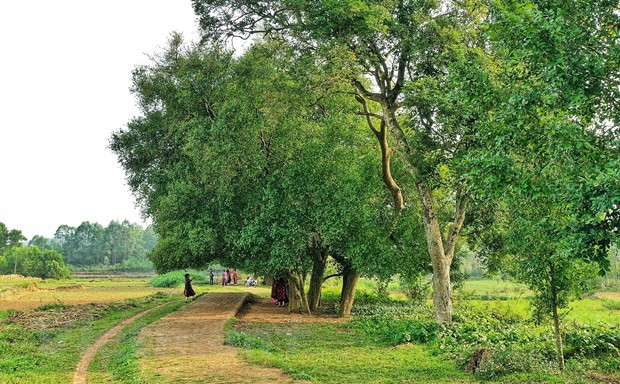 Pour l’heure, il reste 15 arbres de Streblus asper car trois sont morts. Photo: Xuan Mai / Vietnam +