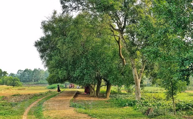 Pour l’heure, il reste 15 arbres de Streblus asper car trois sont morts. Photo: Xuan Mai / Vietnam +