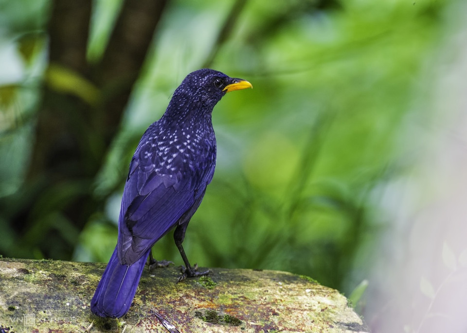 Hoét xanh ou Blue Whistling Thrush - - Myophonus caeruleus a des plumes violettes et vert foncé. 
