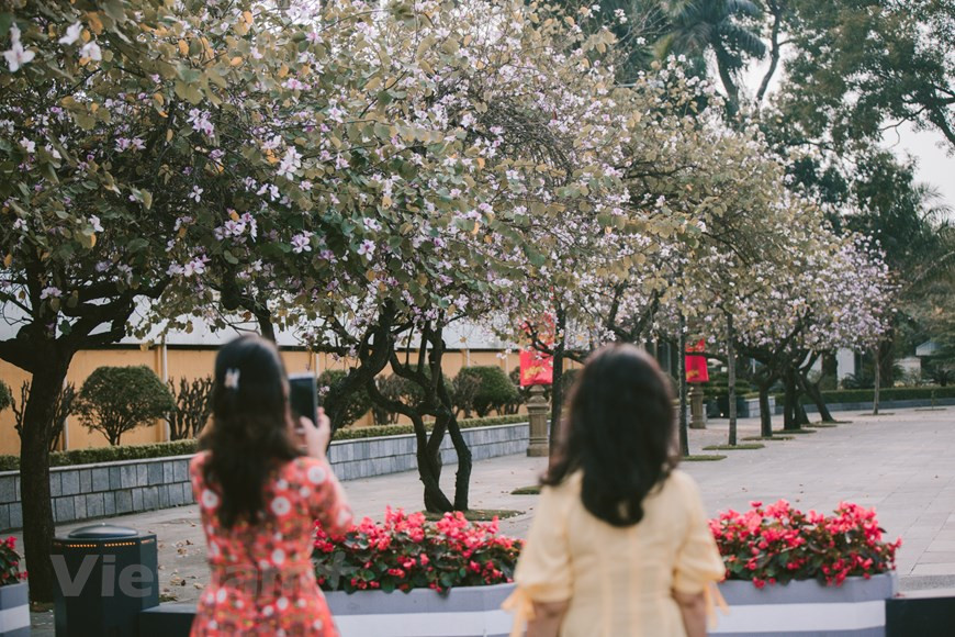 En raison d’un temps particulièrement doux à Hanoi, les bauhinies, fleurs emblématiques du Nord-Ouest, éclosent partout dans la capitale. L’axe Bac Son-Hoàng Diêu, l’endroit souvent associé aux bauhinies, attire un grand nombre d’habitants venus prendre des photos. Ces fleurs spécifiques du Nord-Ouest sont maintenant plantées dans un grand nombre de rues de la capitale: Hoàng Diêu, Bac Son, Giang Vo, Nguyên Chi Thanh... Après le Tet traditionnel, les bauhinies fleurissent dans les rues de Hanoi, lui insufflant une force vitale. Les hanoiens s’y ruent pour immortaliser la scène. Pas la peine donc de vous rendre dans le Nord-Ouest pour admirer les bauhinies car même à Hanoi, vous pouvez le faire. Photo : Vietnam+ 