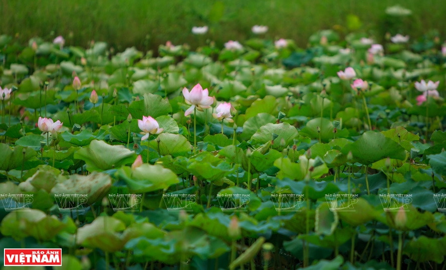 L'étang de lotus de la ferme Dat Phuong Nam attire de nombreux touristes. 