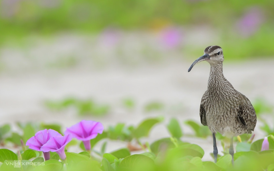 De nombreux photographes viennent à Son Tra pour capturer des moments uniques d'oiseaux migrateurs. 