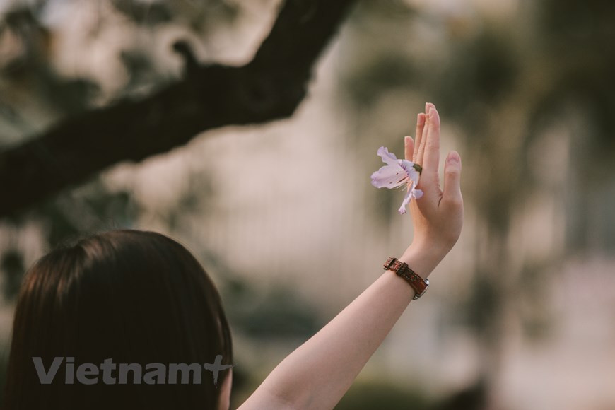Plusieurs personnes tombent amoureuses de la beauté des fleurs de bauhinie. C’est une espèce de fleurs des montagnes et forêts de la région Nord-Ouest. Chaque fleur dispose de quatre ou cinq pétales, d'étamines roses, de veines violet clair, exprimant la beauté rustique et la simplicité des montagnes du Nord-Ouest. Ces fleurs fleurissent en mars, quand la bruine a cessé et que le soleil commence à darder ses rayons. Les fleurs de bauhinie n'ont pas de parfum spécial mais ses grosses fleurs à cinq pétales, roses, nervurées de pourpre, sont très belles. Elles apportent l’ambiance des montagnes, une beauté romantique, douce au début du printemps. Photo : Vietnam+ 