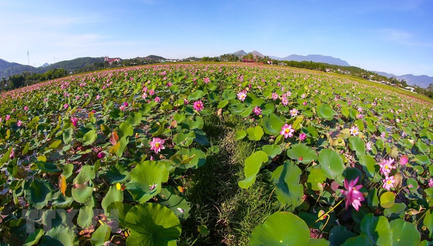 Les graines et fleurs de lotus sont récoltées pour être vendues aux consommateurs, contribuant à augmenter les revenus et à améliorer la vie des habitants locaux. Photo: VNA