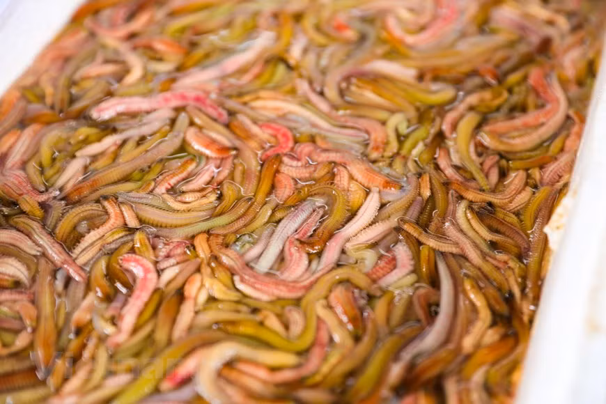Les néréides sont une famille de vers marins polychètes qui font peur à première vue, mais c'est une spécialité réputée dans la carte culinaire. Une fois que vous avez dégusté le goût délicieux des plats à base de ces petits vers, la peur disparaîtra sûrement. Pour faire des galettes de cha ruoi- Hachis frit de néréides, à côté des néréides, il faut préparer des matières premières indispensables suivants : œufs de poule, viande de porc maire en purée, des pelures de mandarine, des oignons verts et de l’aneth puis les bien mélanger. C'est le «secret» pour aider les galettes de cha ruoi à atteindre le goût délicat et authentique. 