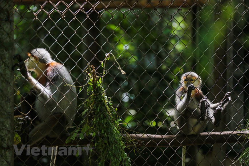 Créé en 1994, depuis lors, le Centre de de sauvetage des primates en danger de Cuc Phuong au Parc national éponyme à Ninh Binh est toujours surchargé en raison du grand nombre d'animaux sauvages qui doivent être sauvés. Cependant, avec l'attention et le soutien de nombreuses organisations nationales et internationales, il s'agit toujours de l'un des quatre centres de sauvetage de la faune les plus prestigieux et les plus efficaces du pays. Pour l’heure, le Centre continue d'améliorer la qualité de la formation afin que le personnel chargé de la conservation puisse améliorer leur compétence de surveiller la biodiversité en général et les espèces menacées en particulier. 