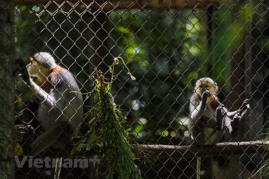 Créé en 1994, depuis lors, le Centre de de sauvetage des primates en danger de Cuc Phuong au Parc national éponyme à Ninh Binh est toujours surchargé en raison du grand nombre d'animaux sauvages qui doivent être sauvés. Cependant, avec l'attention et le soutien de nombreuses organisations nationales et internationales, il s'agit toujours de l'un des quatre centres de sauvetage de la faune les plus prestigieux et les plus efficaces du pays. Pour l’heure, le Centre continue d'améliorer la qualité de la formation afin que le personnel chargé de la conservation puisse améliorer leur compétence de surveiller la biodiversité en général et les espèces menacées en particulier. 