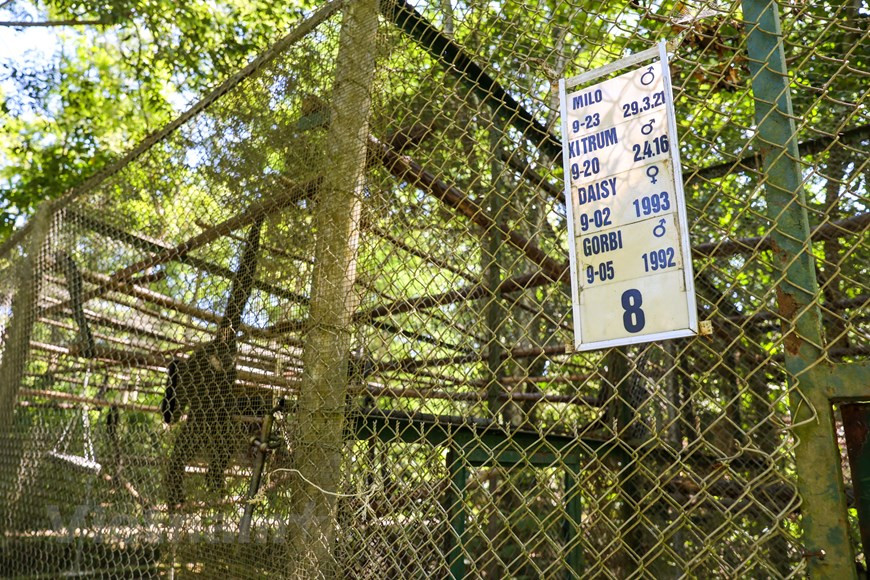 Situé au Parc national de Cuc Phuong dans la province de Ninh Binh (Nord), le Centre de sauvetage des primates en danger de Cuc Phuong est un endroit pour sauver et prendre soin des primates rares du Vietnam puis les ramener dans leur habitat naturel. Cette adresse est considérée comme un lieu de « formation » pour les primates avant d'être relâchés dans la nature. Le centre compte environ 50 cages et 2 zones semi-sauvages de 14 espèces, avec 178 individus. De nombreuses espèces menacées sont préservées ici, dont des espèces très spéciales telles que le langur à queue brune honoré comme la «reine» des primates. 