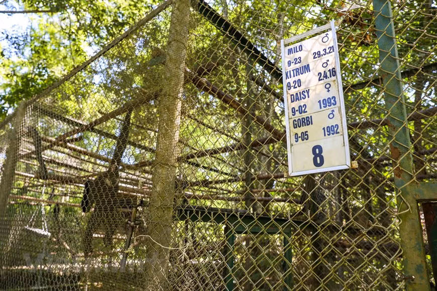 Situé au Parc national de Cuc Phuong dans la province de Ninh Binh (Nord), le Centre de sauvetage des primates en danger de Cuc Phuong est un endroit pour sauver et prendre soin des primates rares du Vietnam puis les ramener dans leur habitat naturel. Cette adresse est considérée comme un lieu de « formation » pour les primates avant d'être relâchés dans la nature. Le centre compte environ 50 cages et 2 zones semi-sauvages de 14 espèces, avec 178 individus. De nombreuses espèces menacées sont préservées ici, dont des espèces très spéciales telles que le langur à queue brune honoré comme la «reine» des primates. 