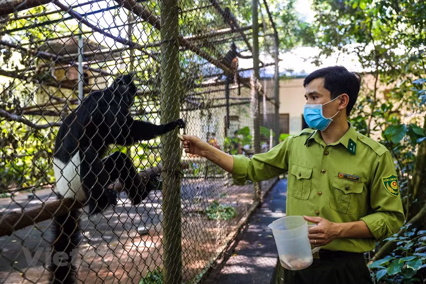 Bien que chaque personne soit issue d’une situation différente, elles ont toutes une chose en commun : c’est qu’elles travaillent toutes comme les « nounous » et consacrent un amour particulier pour les animaux en général, pour les primates en particulier. M. Tran Quang Phuong, coordinateur du projet de conservation des espèces de primates rares du Vietnam, a déclaré qu'avec une superficie de 3,5 hectares, le Centre de sauvetage des primates en danger de Cuc Phuong, dans le Parc national éponyme dans la province de Ninh Binh (à environ 120 km au Sud de Hanoï), aide ces espèces à vivre dans un environnement sauvage et proche de la nature. 