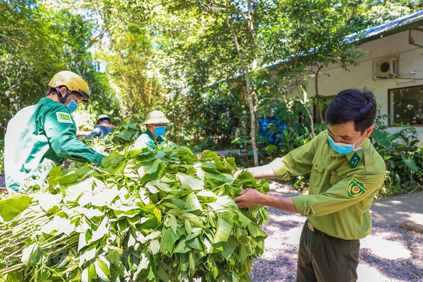 Pour contribuer à la conservation des ressources génétiques des espèces sauvages rares et précieuses du Vietnam, les vétérinaires du Centre de sauvetage des primates en danger de Cuc Phuong ont volontairement décidé de quitter la vie confortable des grandes villes pour vivre dans la forêt, au milieu de la nature et travailler auprès de ces animaux. Les primates sont soignés et surveillés par plus de 29 vétérinaires, techniciens et experts vietnamiens et étrangers. Parmi eux, certains sont attachés à ce centre depuis 28 ans. Il y a aussi les jeunes qui viennent de sortir de l'école et commencent à y travailler depuis quelques mois. 